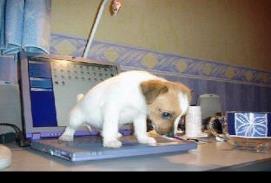 puppy